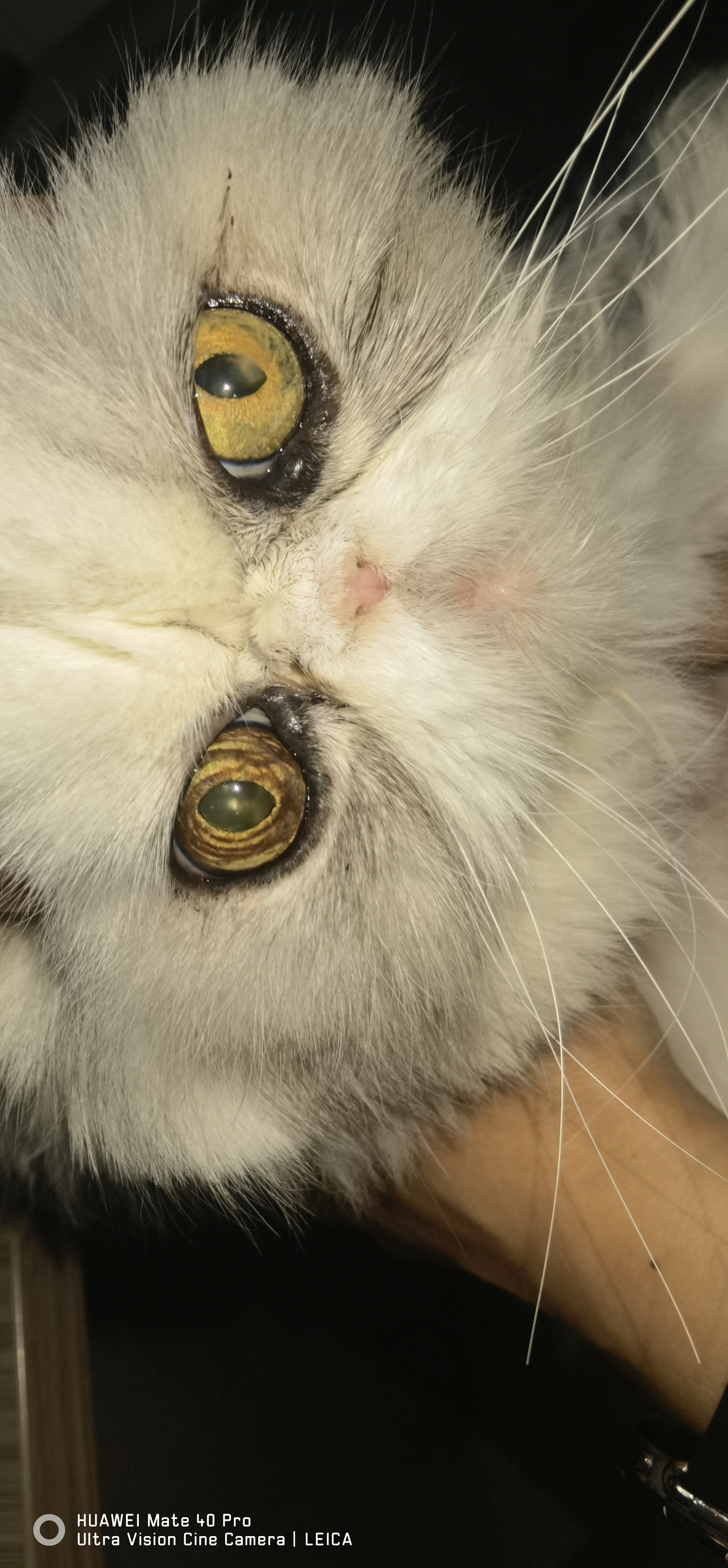 太原康达动物医院猫双眼眼角肿物案例手术前照片